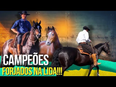 Beautiful horses for the Expointer, Morfologia and Freio de Ouro tracks, in the work of Fazenda P...