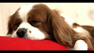 Top 10 Calmest Dog Breeds - Gentle and Easy Going Dogs