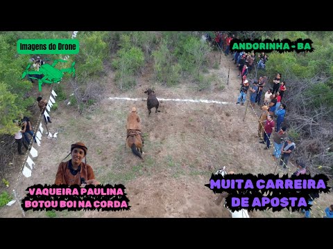 Gado de Aposta - Novilha Flor do Campo, Boi Lampião e muito mais!