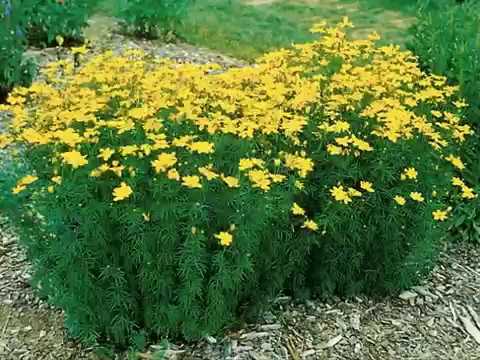 Little Green Flower With The Yellow On Top cover