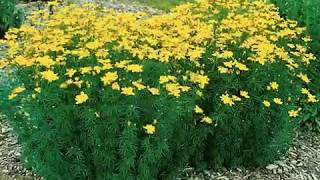 Tom T Hall ~ Little Green Flower with the Yellow on Top + Lyrics