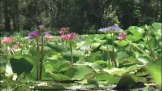 Tour Tropical Fruit World - Gold Coast attraction.wmv