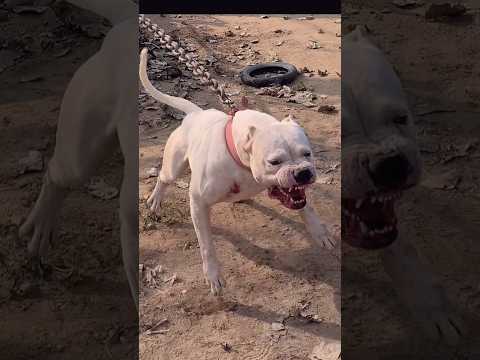 Dogo Argentino:,🔥 A Closer Look at the Controversial Breed The Truth About Dogo Argentino Aggression