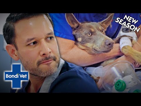 Blood Transfusion For Dog's Internal Bleeding! | Bondi Vet Coast to Coast Season 2 | Full Episode