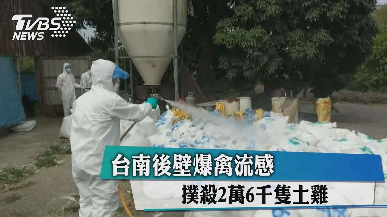 台南後壁爆禽流感 撲殺2萬6千隻土雞