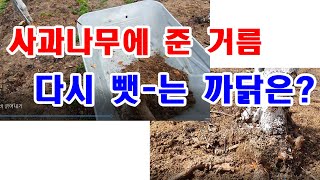 사과나무에 이미 준 거름 다시 빼앗는 까닭은?(동계 강전정 이후 대처 방안, 사과 꽃눈 형성을 위한 지나친 …