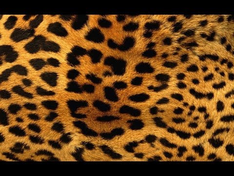 Mary-L - Body léopard