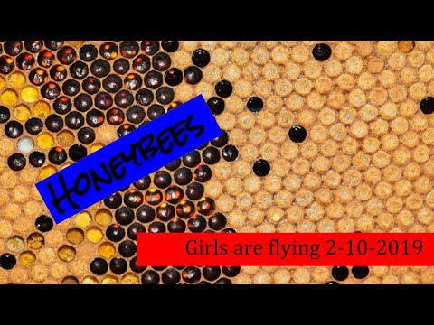 Honeybees, 2-10-2019
