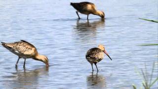 preview picture of video 'Black-tailed Godwit 3 FullHD JH1RNZ'