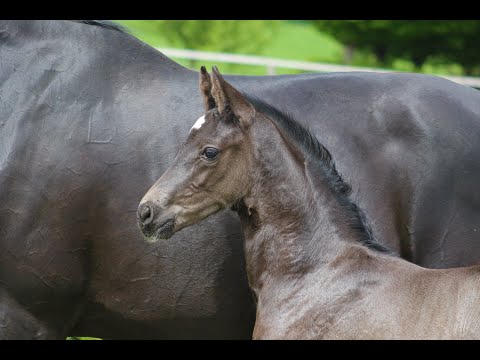 FREEmotion´s DORNRÖSCHEN *2021 Hann. Stutfohlen v. DON ROMANCE PS x DON CRUSADOR x ROTSPON