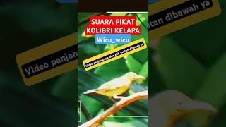 Download lagu suara pikat Kolibri kelapa wicu wicu gacor korlap #kolibrikelapa #pikatkolibri #korlap #burcil mp3 Download lagu suara pikat Kolibri kelapa wicu wicu gacor korlap #kolibrikelapa #pikatkolibri #korlap #burcil mp3