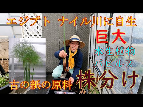 パピルス、パピルス植物 植物
