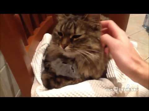 Una gatita que ama a su bebé