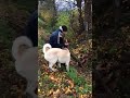 Kangal