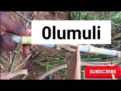 Tosubwa Okumanya emigaso gy'olumuli @SSENGABIROOTONEDDAGALA @sse