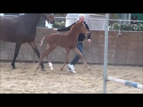 *2016 Stutfohlen von Le Vivaldi - Christ