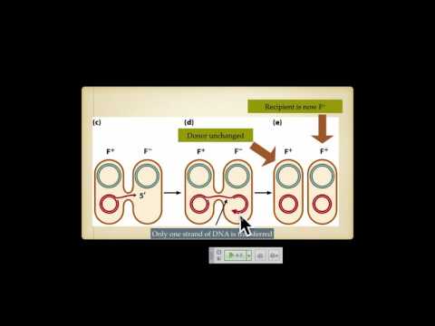 Genetics A Conceptual Approach: Chapter 9 pt 2 and Chapter 10 pt 1