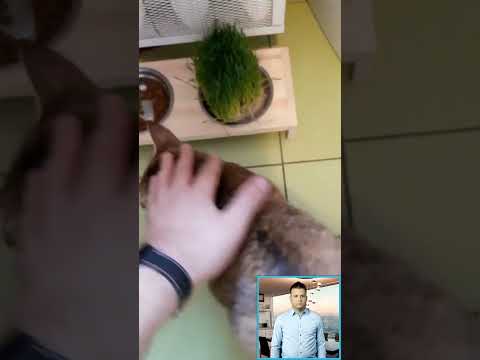 Is cat grass safe for cats? Should I give my cat grass? Do indoor cats need cat grass?