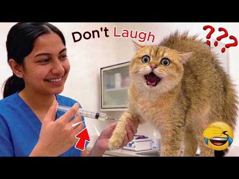 😂 Funniest Cats & Dogs compilation 2026 | Viral Clips 🐩