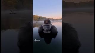 #funny #sora #viral #viralvideo #noway #ice #gorilla #gang