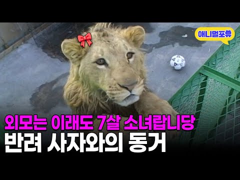 세상에서 제일 무서운 동거인! 사자를 빌라 옥상에서 키우게 된 사연ㅣKBS 주주클럽 030120 방송