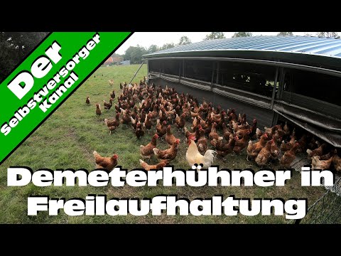 , title : 'So leben Demeterhühner in Freilaufhaltung'