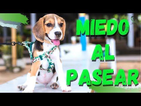 ¿Tu Perro tiene MIEDO en el PASEO?  👉Descubre lo que Debes Hacer