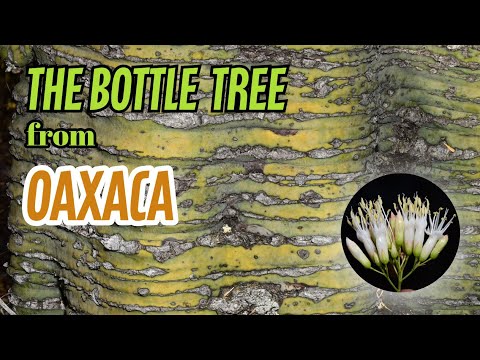 Oaxaca's Green Bottle Tree: A Botanical Marvel