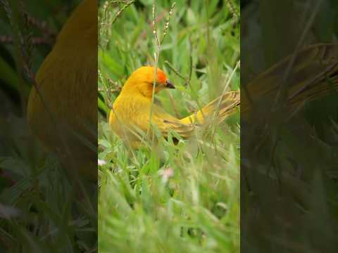 Canario Criollo (𝘚𝘪𝘤𝘢𝘭𝘪𝘴 𝘧𝘭𝘢𝘷𝘦𝘰𝘭𝘢) Tarso, Antioquia - Colombia.