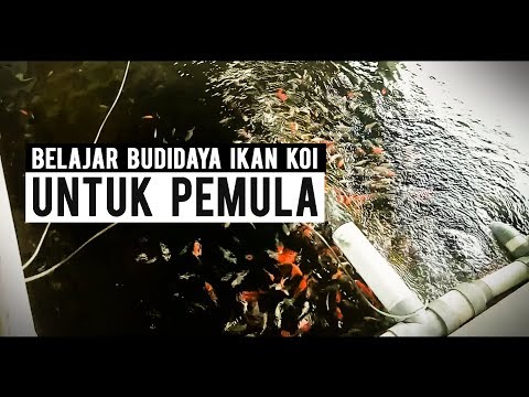 download lagu mp3 mp4 Budidaya Ikan Koi Di Kolam Beton, download lagu Budidaya Ikan Koi Di Kolam Beton gratis, unduh video klip Download Budidaya Ikan Koi Di Kolam Beton Mp3 dan Mp4 Youtube Gratis