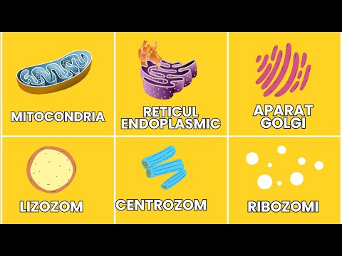 CELLULAR ORGANISMS - The Cell for Medicine (cytoplasm, nucleus, ribosomes, mitochondria, etc.)
