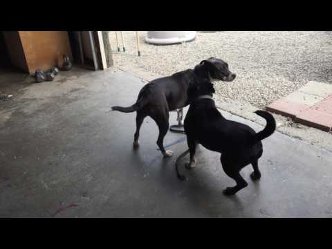 Faith, an adopted American Staffordshire Terrier & Pit Bull Terrier Mix in Pasadena, CA_image-1