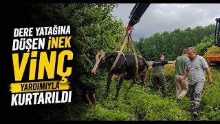 Dere Yatağına Düşen İnek Vinç Yardımıyla Kurtarıldı