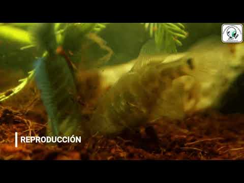 Austrolebias Queguay - Escuelas 59 y 90, Sauce del Queguay