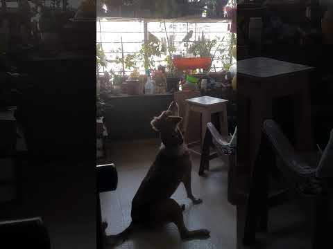 New game with tutyfruity n Jenny