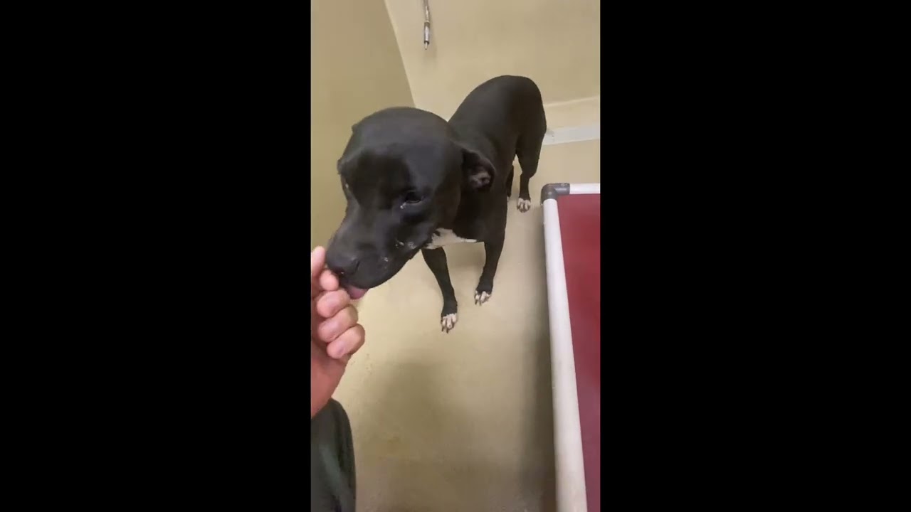 Queenie, a ADOPTABLE mixed breed in Monroe, GA video 3/4