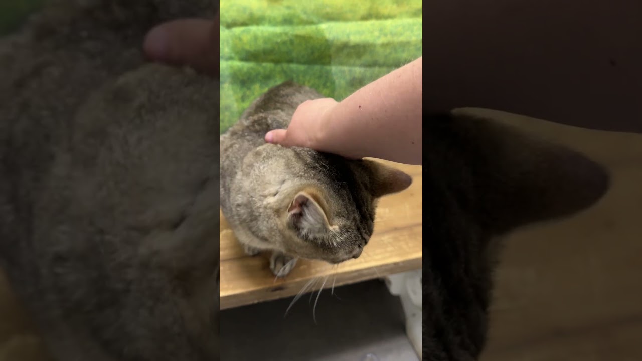Enlarge Bandit, a Adoptable Domestic Short Hair in Normal, IL video 6/6