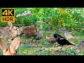 Cat TV for Cats to Watch 😺 Beautiful Birds, Cute Bunnies Squirrels 🐿 8 Hours 4K HDR 60FPS