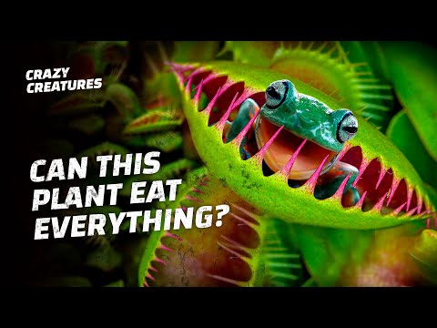 What Is the Weirdest Thing a Venus Flytrap Eats?
