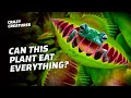 What Is The Weirdest Thing A Venus Flytrap Eats