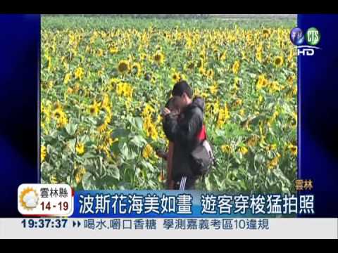 粉紅花海映眼簾 悠遊莿桐小鎮