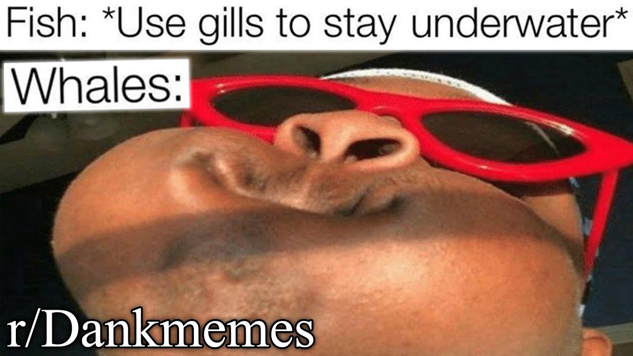 r/Dankmemes | HOLD ON