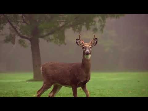 Wayne County Video April2018