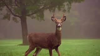 Wayne County Video April2018