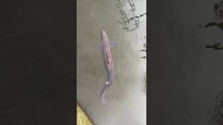HUGE CONGER EEL IN HARBOUR seafishinguk #congereel #sovereignharbour  @ManicFishing