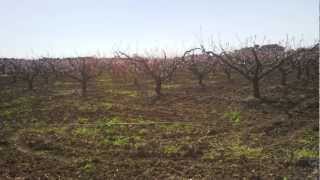 Battisti  - Fiori rosa, fiori di pesco