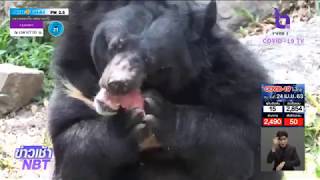 สวนสัตว์เปิดเขาเขียว แจกหวานเย็นผลไม้ ลดคลายร้อน