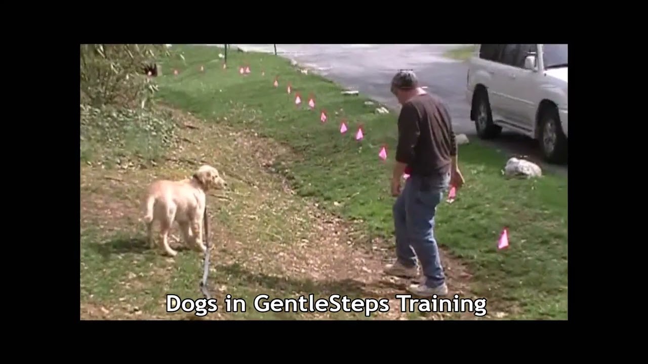 Dogs in Training - Hidden Fence of MN