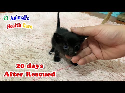 20 days after rescued – Orphaned kitten no longer need mom cat