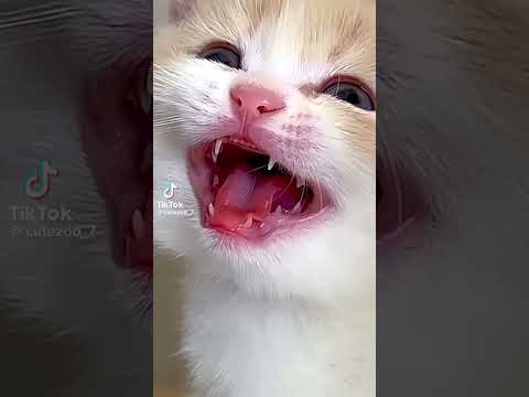 viral cat video #### aqsa Ahsan official